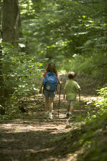 forest-386751_1920